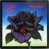 THIN LIZZY 1979 Black Rose - A Rock Legend